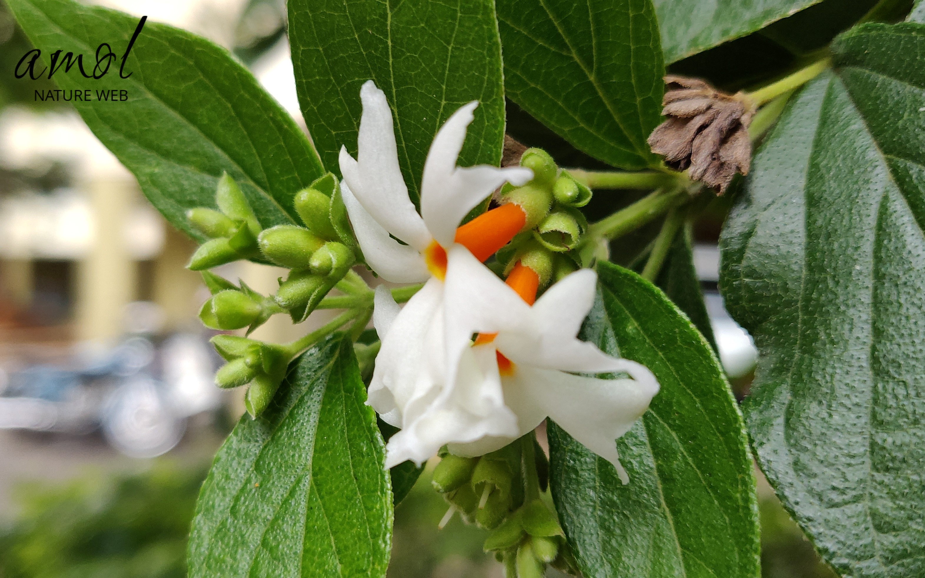 Coral Jasmine